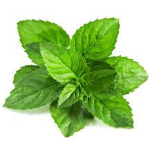 Herstellung natürlichen Pfefferminzextrakt / Mentha Haplocalyx Extrakt / Minze Extrakt